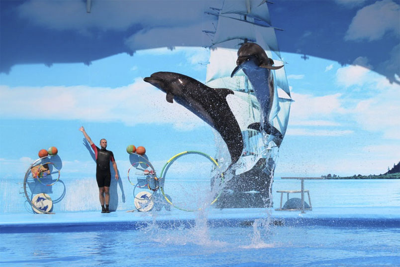 Дельфинарий и океанариум «Немо» в Витязево в ста метрах от Маг-Отеля